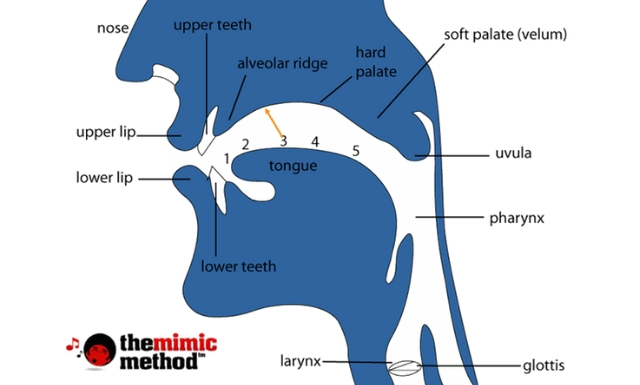 What Is The Definition Of Place Of Articulation